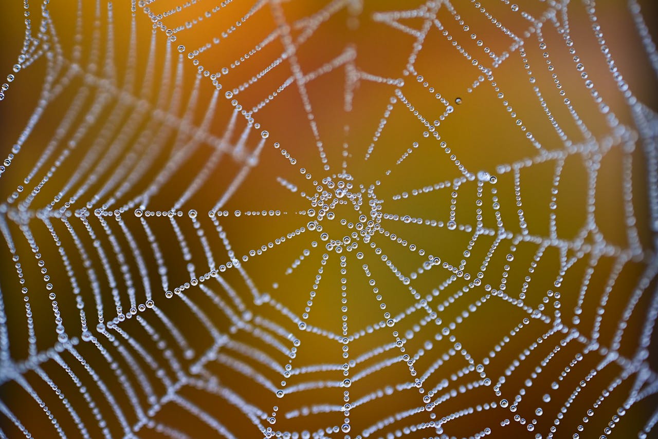 dew-covered-spider-web-on-autumn-morning-33518584